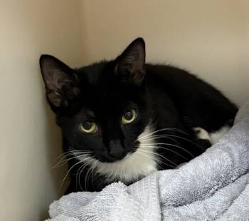 Rescue Domestic Short Hair Cats for Adoption in Salisbury, Maryland - Monkey | PetCurious