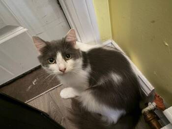 Clipper -  Domestic Long Hair Cat for Adoption in Gorham, Maine - Clipper | PetCurious