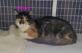 Renee -  Domestic Long Hair Cat for Adoption in Diamond Springs, California - Renee | PetCurious
