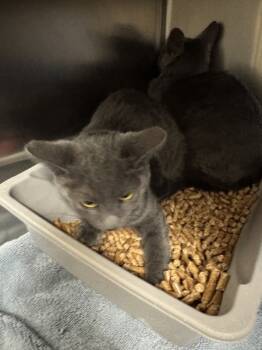 Rescue Domestic Short Hair Cats for Adoption in Spokane Valley, Washington - Teal | PetCurious
