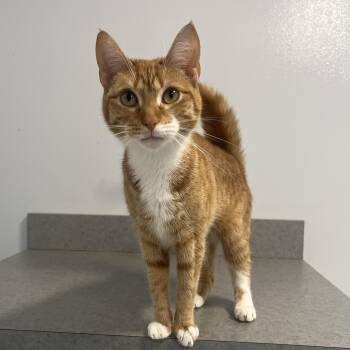 Harper Lee -  Domestic Short Hair Cat for Adoption in North Haven, Connecticut - Harper Lee | PetCurious