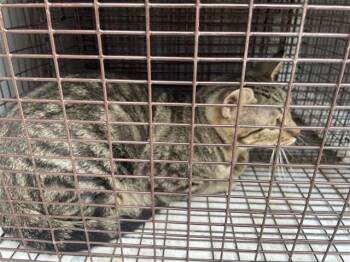 Domestic Short Hair Cats Available for Adoption in Houston, Texas - A655596 | PetCurious