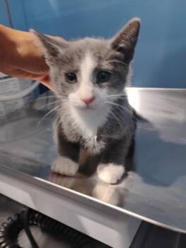 JAY JAY -  Domestic Short Hair Cat for Adoption in San Bernardino, California - JAY JAY | PetCurious