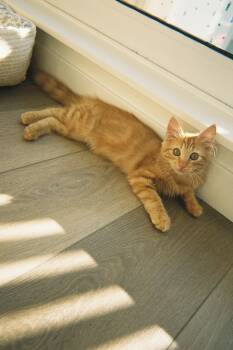 Zoe -  Domestic Short Hair Cat for Adoption in Burnaby, British Columbia - Zoe | PetCurious
