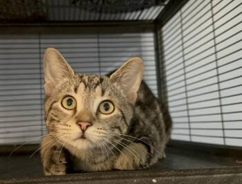 Rafiki -  Domestic Short Hair Cat for Adoption in Dale City, Virginia - Rafiki | PetCurious