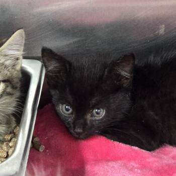 Tot -  Domestic Short Hair Cat for Adoption in Prineville, Oregon - Tot | PetCurious