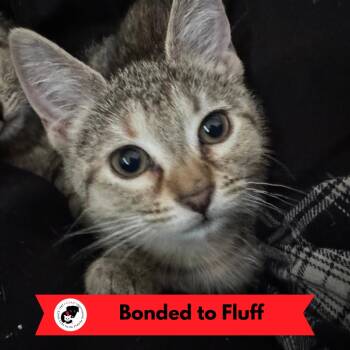 Cherry -  Domestic Short Hair Cat Available for Adoption in Skokie, Illinois - Cherry | PetCurious