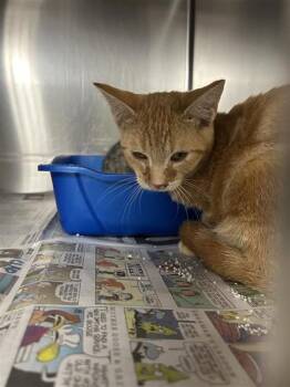 Bonnie -  Domestic Short Hair Cat for Adoption in Montreal, Quebec - Bonnie | PetCurious