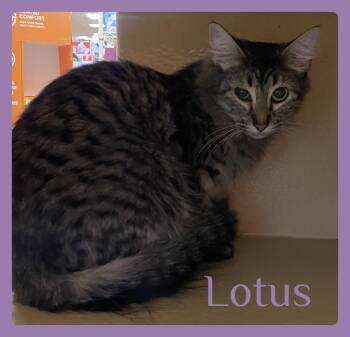 LOTUS -  Tabby Cat for Adoption in Lawton, Oklahoma - LOTUS | PetCurious