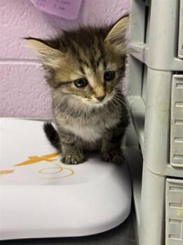 61139827 -  Domestic Short Hair Cat for Adoption in El Paso, Texas - 61139827 | PetCurious