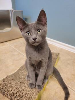 Blackberry -  Domestic Short Hair Cat for Adoption in Dallas, Texas - Blackberry | PetCurious
