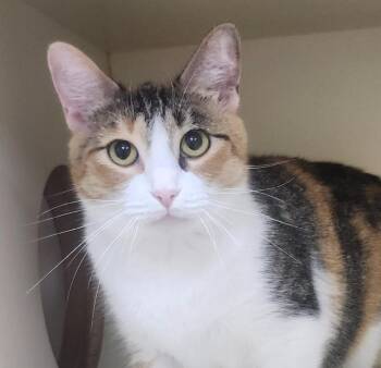 Domestic Short Hair Cats Available for Adoption in Little Rock, Arkansas - Marmar | PetCurious