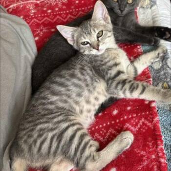 Gail -  Domestic Short Hair Cat for Adoption in Seven Valleys, Pennsylvania - Gail | PetCurious