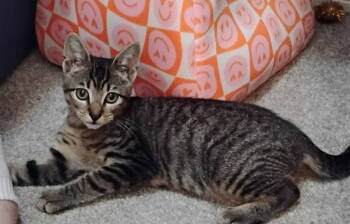 Rescue Tabby and Domestic Short Hair Cats for Adoption in Magnolia Springs, Alabama - Baby | PetCurious