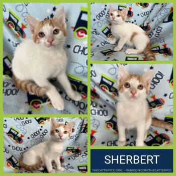 Domestic Short Hair Cats Available for Adoption in Corpus Christi, Texas - Sherbert | PetCurious