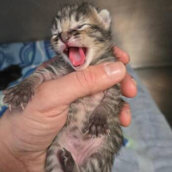 Domestic Short Hair Cats Available for Adoption in San Jacinto, California - Pancake | PetCurious