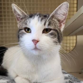 Domestic Short Hair Cats Available for Adoption - Caddy Cat Vernor SF 0424 (bonded With Victor) | PetCurious