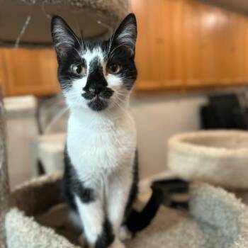 Rescue Domestic Short Hair Cats for Adoption in Lemont, Illinois - Mikey | PetCurious