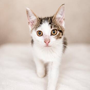 Primrose -  Domestic Short Hair Cat for Adoption in Sarasota, Florida - Primrose | PetCurious
