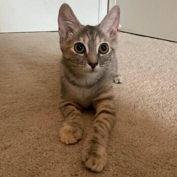 Panko -  Domestic Short Hair Cat for Adoption in Durham, North Carolina - Panko | PetCurious