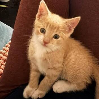 Nala -  Domestic Short Hair Cat for Adoption in New Berlin, Wisconsin - Nala | PetCurious