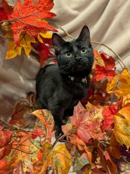 Rescue Domestic Short Hair Cats for Adoption in Sioux Falls, South Dakota - Gamora | PetCurious