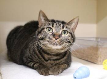 Marzia -  Manx Cat for Adoption in Bloomington, Indiana - Marzia | PetCurious