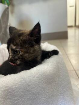 Tortellini (6/6) -  Domestic Short Hair Cat for Adoption in New Cumberland, West Virginia - Tortellini (6/6) | PetCurious