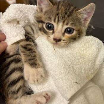 Elara -  Domestic Medium Hair Cat for Adoption in Asheville, North Carolina - Elara | PetCurious