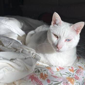 Quartz -  Domestic Short Hair Cat Available for Adoption in West Palm Beach, Florida - Quartz | PetCurious