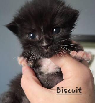 Biscuit -  Domestic Medium Hair Cat Available for Adoption - Biscuit | PetCurious