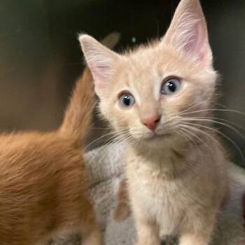 Romeo -  Domestic Short Hair Cat for Adoption in Dayton, Ohio - Romeo | PetCurious