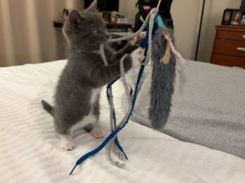 Tundra -  Domestic Short Hair Cat for Adoption in Montgomery, New Jersey - Tundra | PetCurious