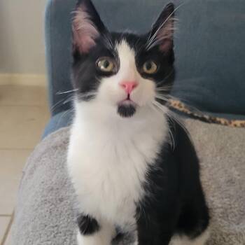 Rescue Tuxedo and Domestic Short Hair Cats for Adoption in Las Vegas, Nevada - Mr. Personality | PetCurious