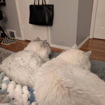 Persian Cats Available for Adoption - Chief | PetCurious