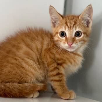 Boomerang -  Domestic Short Hair Cat for Adoption in Ridgely, Maryland - Boomerang | PetCurious
