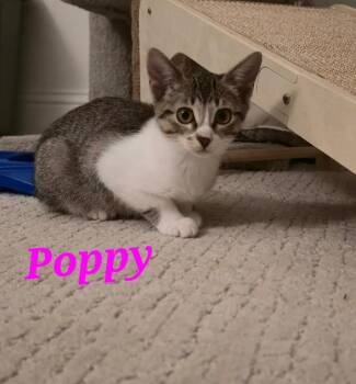 Rescue Domestic Short Hair Cats for Adoption in Baton Rouge, Louisiana - Poppy (courtesy Listing) | PetCurious