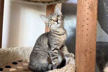 Lara -  Domestic Short Hair Cat for Adoption in Fountain Hills, Arizona - Lara | PetCurious