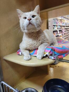 Earl -  Domestic Short Hair Cat Available for Adoption in Social Circle, Georgia - Earl | PetCurious