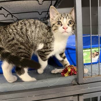 Peach -  Domestic Short Hair Cat for Adoption in Wayland, Michigan - Peach | PetCurious