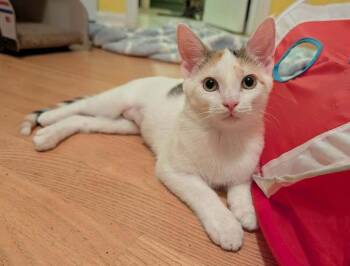 Howdi -  Domestic Short Hair Cat for Adoption in Chicago, Illinois - Howdi | PetCurious