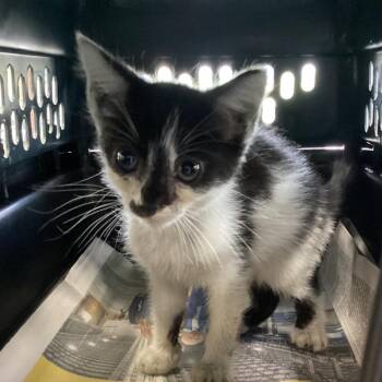 Kershaw -  Domestic Short Hair Cat for Adoption in Montgomery, Alabama - Kershaw | PetCurious