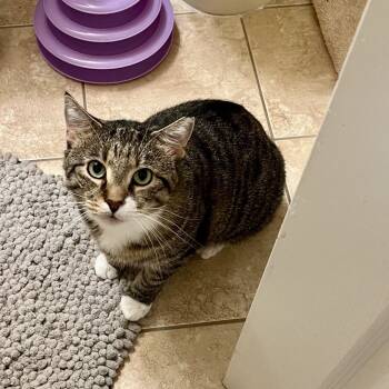 Rescue Domestic Short Hair Cats for Adoption in Gibsonia, Pennsylvania - Emmett | PetCurious