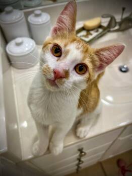 Lakitu -  Domestic Short Hair Cat for Adoption in Pompano Beach, Florida - Lakitu | PetCurious