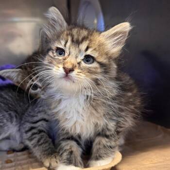 Tot -  Domestic Short Hair Cat for Adoption in Lake Panasoffkee, Florida - Tot | PetCurious