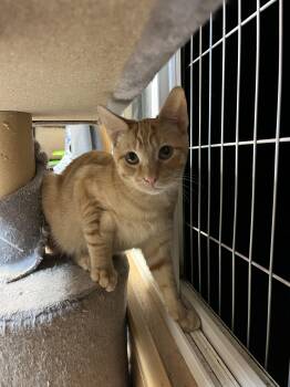 Rescue Domestic Short Hair Cats for Adoption in Eugene, Oregon - Lester | PetCurious