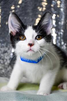 Jino -  Domestic Short Hair Cat for Adoption in Yakima, Washington - Jino | PetCurious