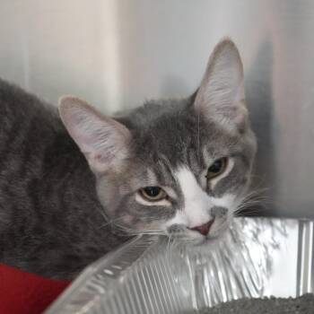 Fred -  Domestic Short Hair Cat for Adoption in Coachella, California - Fred | PetCurious