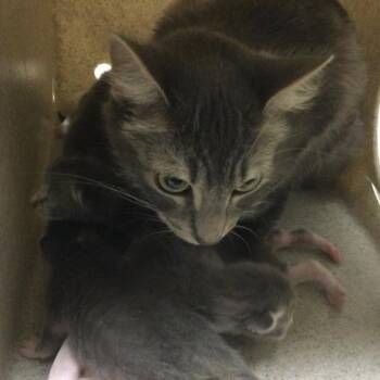 KIWI -  Domestic Short Hair Cat for Adoption in Riverside, California - KIWI | PetCurious
