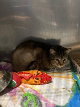 Domestic Short Hair Cats Available for Adoption in Pierceton, Indiana - Skittles- BARN | PetCurious